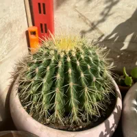 تعدادی کاکتوس بزرگ دونه ای ۵۵۰