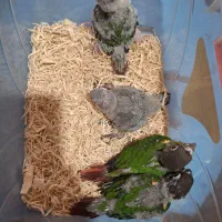 گیریچک سرلاکی یلوساید آناناسی و نرمال