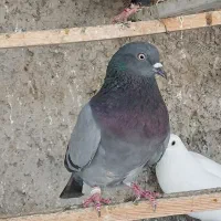 کبوتر انگلیسی،تهرانی،خارجی