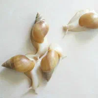 حلزون آلبینو (آچاتینا)