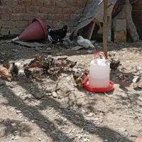 جوجه یک ماهه گلین.گلین لری..گلین پنگوئنی