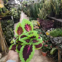 گل و گیاه آپارتمانی حسن یوسف|گل و گیاه طبیعی|تهران, عبدلآباد|دیوار