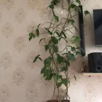 گل وگیاه