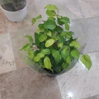 گلخانه گلستان افتتاح شد|گل و گیاه طبیعی|گلستان (تهران), |دیوار