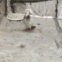 کبوتر