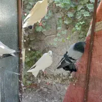 کبوتر تهرانی و پاکستانی