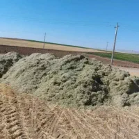 کاه لوبیا چیتی نرم درجه یک  کاه لرستان ازنا