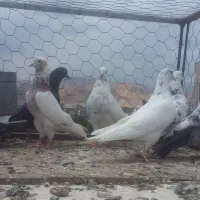 کبوتر
