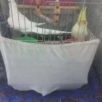 یک جفت عروسی هلندی زبر وزرنگ وبازیگوش