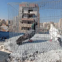 دو عدد کبوتر ایناق