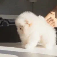 سگ پامر خرسی اورجینال.پامرانین عروسکی گرید A+