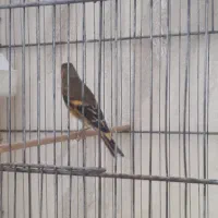 سهره قناری سرخ ریزه خون