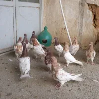 ۱۲عدد جوجه کله ای