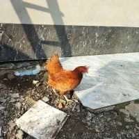 مرغ محلی تخم گذار|حیوانات مزرعه|شلمان, |دیوار