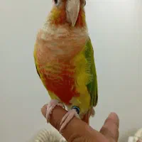 گرنچیک