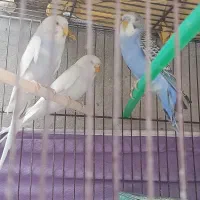 سه تا مرغ عشق زیبا دوتاماده ویکی نر