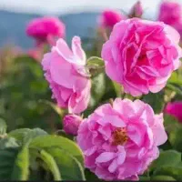 گل محمدی
