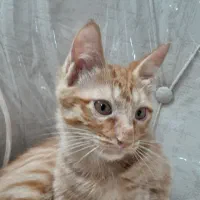 ۲ماه نیم بصورت رایگان|گربه|تهران, کیانشهر|دیوار