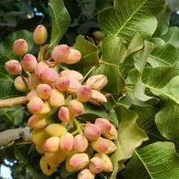 تولید نهال پسته بادامی|خدمات باغبانی و درختکاری|بجنورد, |دیوار