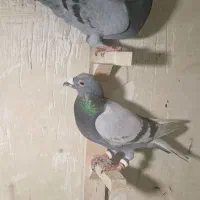 کبوتر فروشی