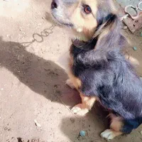 سگ پامر