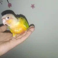 جوجه گرینچیک دبل رد ۲ ماهه