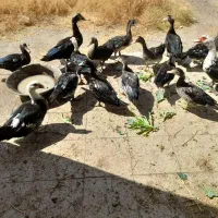 اردک اسرائیلی سالم و بدون مشکل
