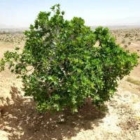 فروش انجیرستان به متراژ ۲۵۵۰ متر