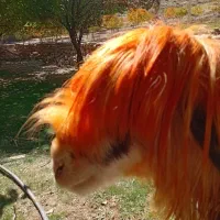 میش روزگاری|حیوانات مزرعه|بازفت, |دیوار