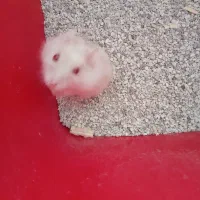 سه عدد همستر|موش و خرگوش|اصفهان, شهرک کوثر|دیوار