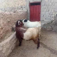 بز نر|حیوانات مزرعه|چنگ الماسی, |دیوار