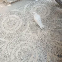 کبوتر  تمام سفید بدون خط وخال پاپری( راعبی)