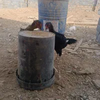 مرغ خروس لاری|حیوانات مزرعه|سنگان, |دیوار