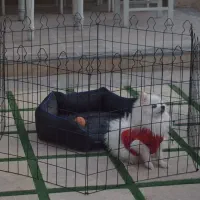 عرضه انواع پارک سگ فولادی «عمده و جزئی»