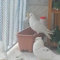 کفتر نر شمرونی