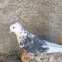 کبوتر|پرنده|لردگان, |دیوار