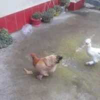 تخم نطف دار|حیوانات مزرعه|رودبنه, |دیوار