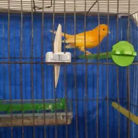 قناری ماده درشت