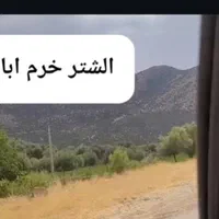 تاکسی دربستی پارس بنزینی بیرون شهری راننده پایه یک|خدمات حمل و نقل|بوشهر, |دیوار