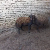 شیشک ابستن به شرط