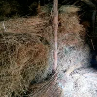 علف خشک|لوازم جانبی حیوانات|ایجرود, |دیوار