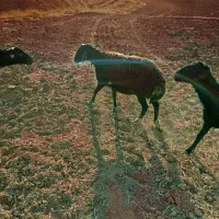 یک عدد گوسفند چال|حیوانات مزرعه|حلب, |دیوار