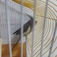 عروس هلندی نر سر حال|پرنده|فولادشهر, C8|دیوار