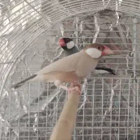 فنچ نرگسی مصری جاوا|پرنده|شیراز, شاهچراغ|دیوار