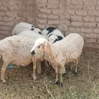 میش