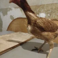 جوجه خروس لاری|حیوانات مزرعه|پیشوا, |دیوار