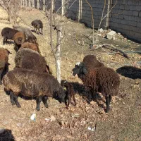 میش زایده|حیوانات مزرعه|هشتگرد, تهران دشت|دیوار