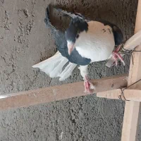 کبوتر دمگیر