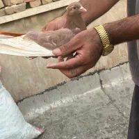 پرنده|پرنده|ری, علایین|دیوار