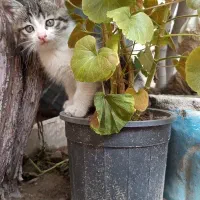 گربه ماده|گربه|ایلخچی, |دیوار